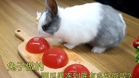 娱乐吃瓜小兔子小说,小兔子吃瓜记