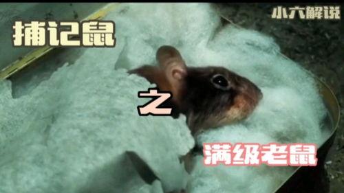 搞笑电影老鼠,一场爆笑的老鼠大冒险